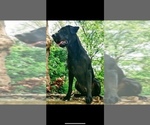 Small Photo #1 Labrador Retriever Puppy For Sale in ELKTON, KY, USA