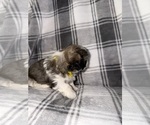 Small Photo #11 Shih Tzu Puppy For Sale in GLENDALE HEIGHTS, IL, USA