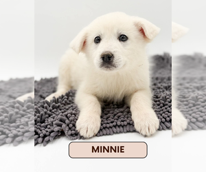 Great Pyrenees-Unknown Mix Dogs for adoption in Brooklyn, NY, USA