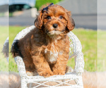 Small Photo #28 Yorkipoo Puppy For Sale in WARSAW, IN, USA
