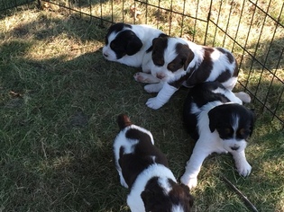 English Springer Spaniel Puppy for sale in YOUNG AMERICA, MN, USA