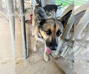 German Shepherd Dog Dogs for adoption in Shreveport, LA, USA