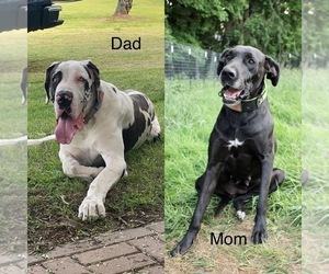 Father of the Great Dane puppies born on 07/29/2022