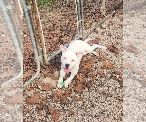 Medium Photo #1 American Pit Bull Terrier-Unknown Mix Puppy For Sale in York, SC, USA