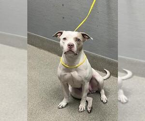Mutt Dogs for adoption in Las Vegas, NV, USA