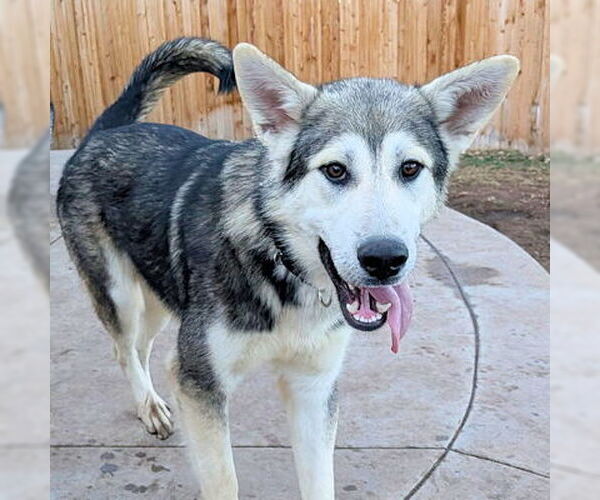 Medium Photo #3 Siberian Husky-Unknown Mix Puppy For Sale in Omaha, NE, USA