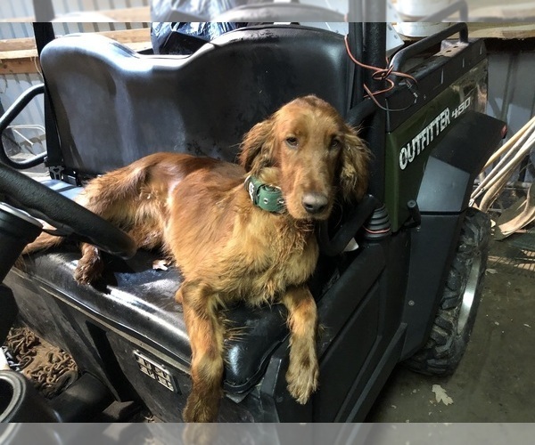 Medium Photo #13 Irish Setter Puppy For Sale in HAMILTON, AL, USA