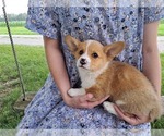 Small Photo #11 Pembroke Welsh Corgi Puppy For Sale in SHILOH, OH, USA