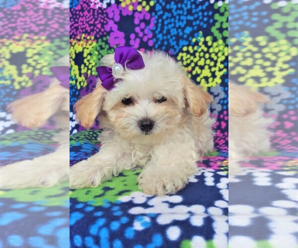 Medium Photo #6 Maltipoo Puppy For Sale in LANCASTER, PA, USA