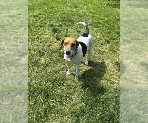 Medium Photo #2 Beagle-Unknown Mix Puppy For Sale in Springdale, PA, USA