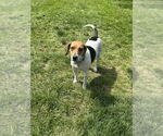 Small #1 Beagle Mix