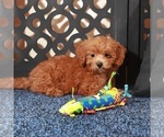 Small #1 ShihPoo
