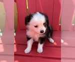 Small Photo #20 Miniature Australian Shepherd Puppy For Sale in LAKELAND, FL, USA