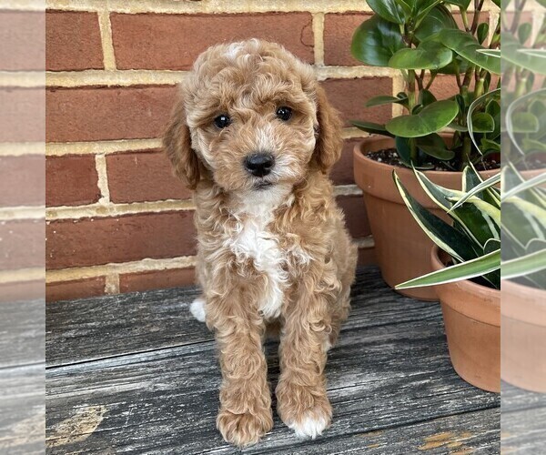 Medium Photo #3 Goldendoodle (Miniature) Puppy For Sale in LEOLA, PA, USA