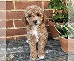 Small #2 Goldendoodle (Miniature)