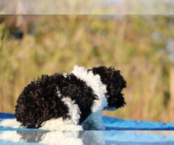 Medium Photo #6 Goldendoodle (Miniature) Puppy For Sale in DYERSBURG, TN, USA