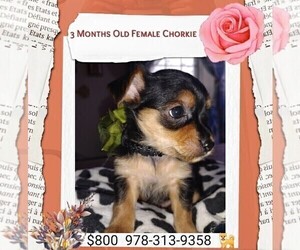 Chorkie-Yorkshire Terrier Mix Puppy for sale in LOWELL, MA, USA