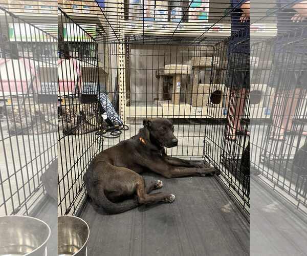 Medium Photo #3 Mutt Puppy For Sale in Oakhurst, NJ, USA