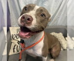 Small Staffordshire Bull Terrier Mix