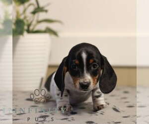 Dachshund Puppy for sale in HONEY BROOK, PA, USA