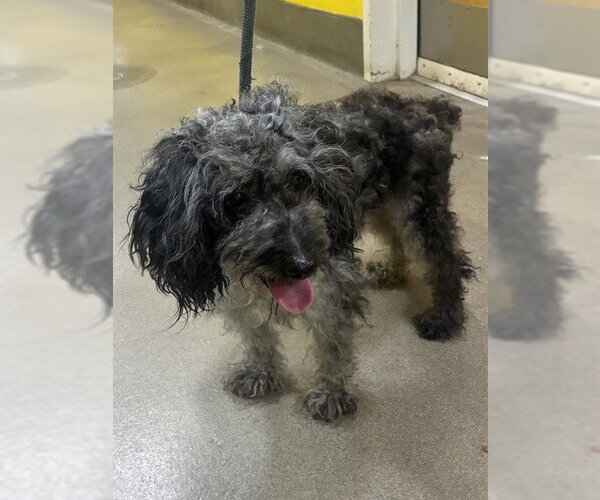 Medium Photo #1 Poodle (Miniature) Puppy For Sale in Forestville, MD, USA