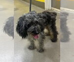 BEAU - Male Poodle (Miniature) Dog for Adoption - Small photo