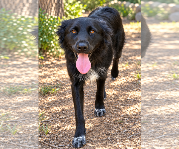 Medium Photo #4 Collie-Unknown Mix Puppy For Sale in Lake Elsinore, CA, USA