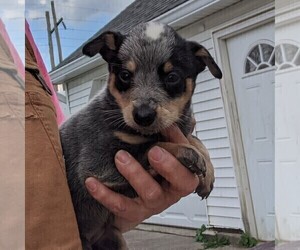 Australian Cattle Dog Puppy for sale in BANGOR, PA, USA