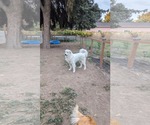 Small Great Pyrenees