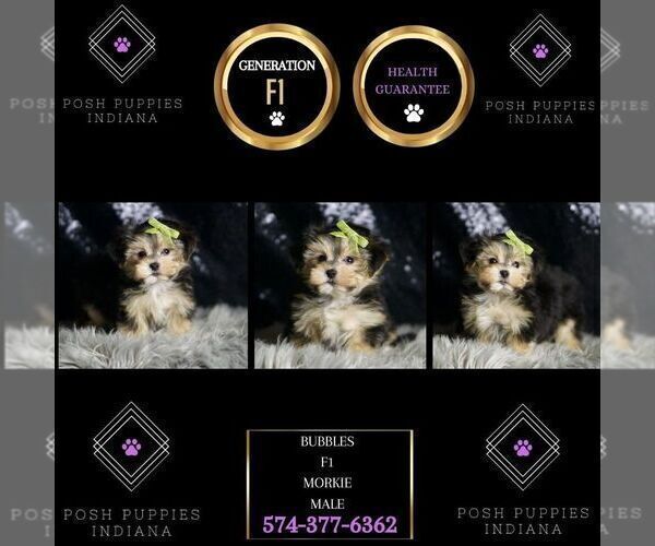 Medium Photo #91 Morkie Puppy For Sale in WARSAW, IN, USA