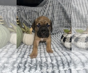 Medium Cane Corso
