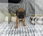Puppy Puppy 3 naveen Cane Corso
