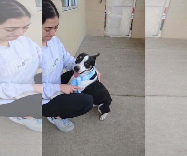 Medium Photo #3 Mutt Puppy For Sale in McKinney, TX, USA