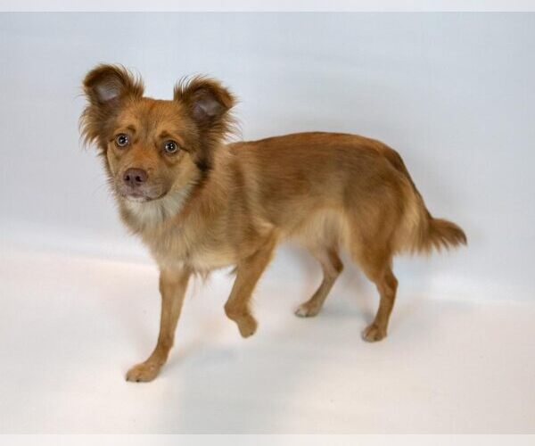 Medium Photo #4 Spaniel-Unknown Mix Puppy For Sale in Kennesaw, GA, USA