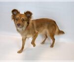 Small #3 Spaniel Mix