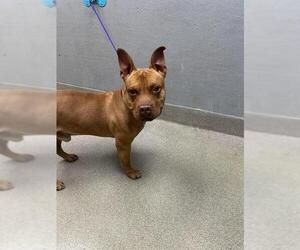 American Pit Bull Terrier-Unknown Mix Dogs for adoption in Las Vegas, NV, USA