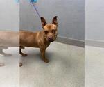 Small American Pit Bull Terrier Mix
