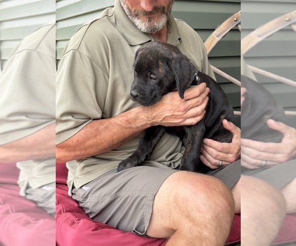 Medium Photo #54 Rotticorso Puppy For Sale in REEVESVILLE, SC, USA