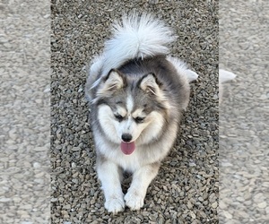 Mother of the Pomsky puppies born on 05/22/2025