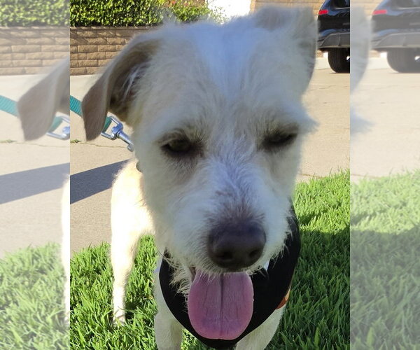 Medium Photo #6 Mutt Puppy For Sale in Corona, CA, USA