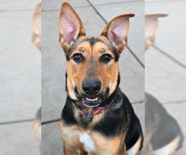 Medium Photo #1 German Shepherd Dog-Unknown Mix Puppy For Sale in Sacramento, CA, USA