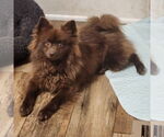 Small #1 Pomeranian