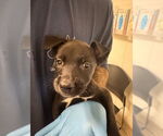 Small Chihuahua Mix