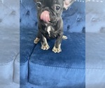 Small Photo #35 French Bulldog Puppy For Sale in DENVER, CO, USA