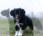 Small Photo #7 Miniature Australian Shepherd Puppy For Sale in WARSAW, IN, USA
