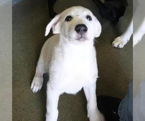 Labrador Retriever-Unknown Mix Dogs for adoption in San Antonio, TX, USA