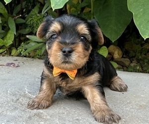 Yorkshire Terrier Puppy for sale in DEWY ROSE, GA, USA