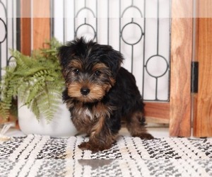 Yorkshire Terrier Puppy for sale in NAPLES, FL, USA