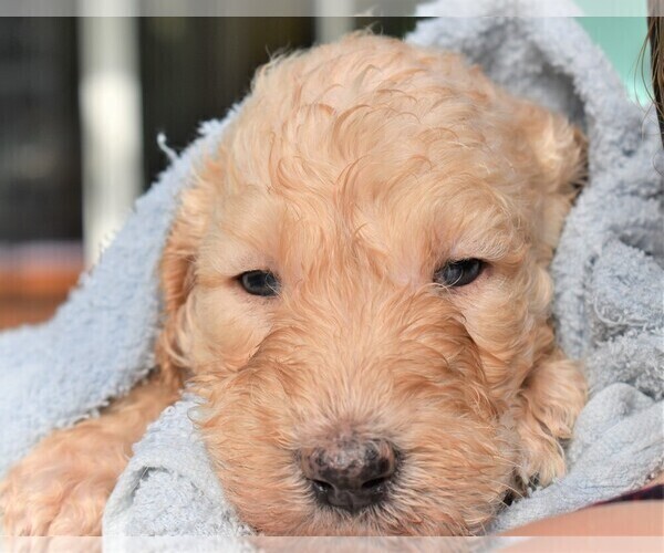 Medium Photo #8 Poodle (Standard) Puppy For Sale in MALABAR, FL, USA