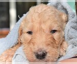 Small Photo #8 Poodle (Standard) Puppy For Sale in MALABAR, FL, USA